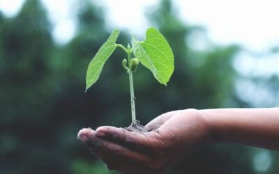 Our Sustainability and Commitment to the Environment