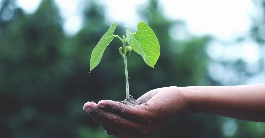 sustainability A hand holding a sprouting plant representing sustainability